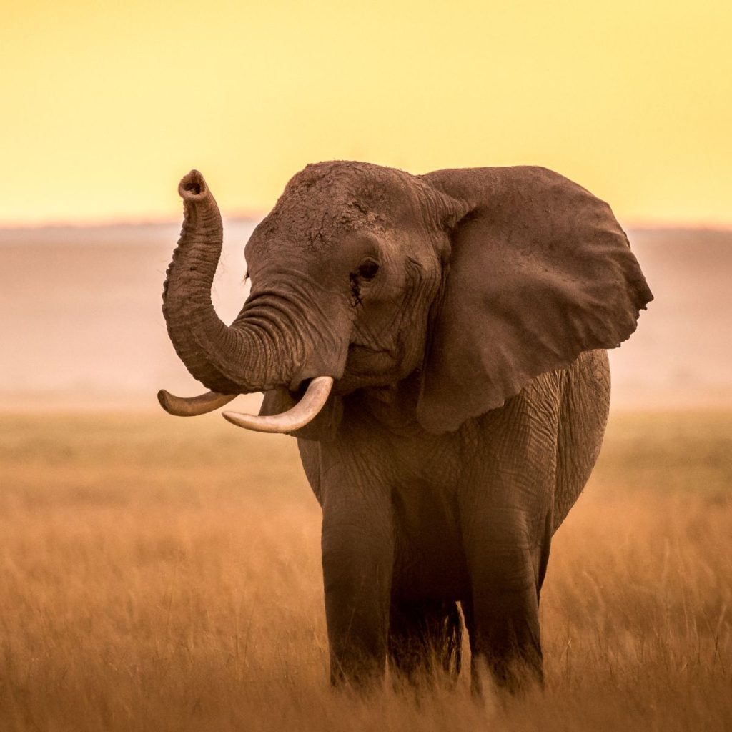 Parque Nacional Amboseli 1