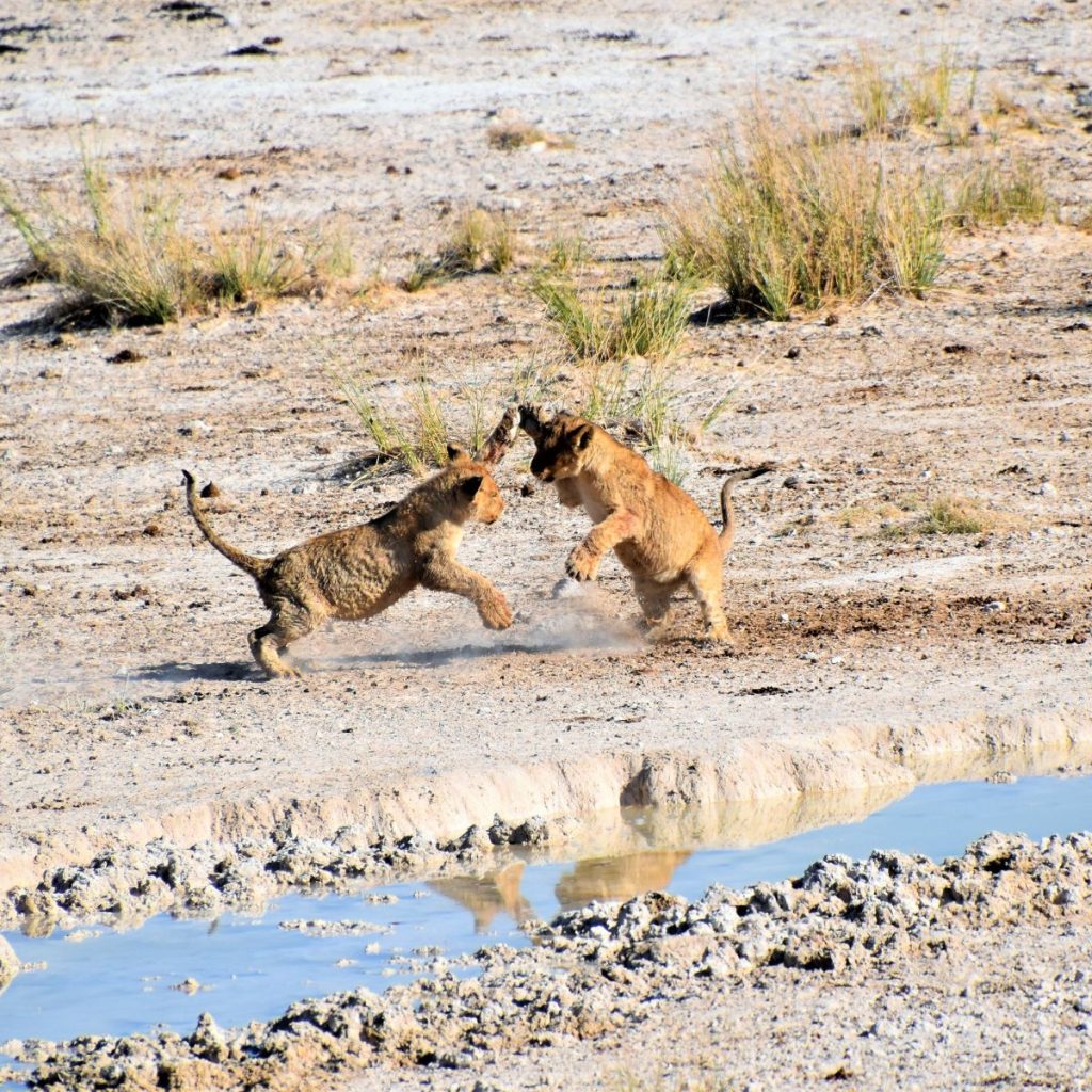 Parque Nacional Etosha 1