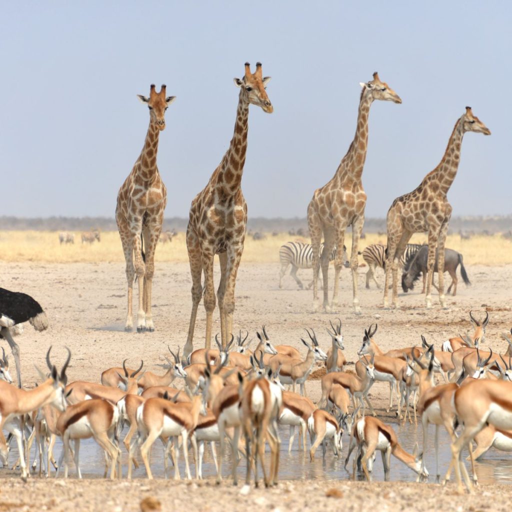 Parque Nacional Etosha