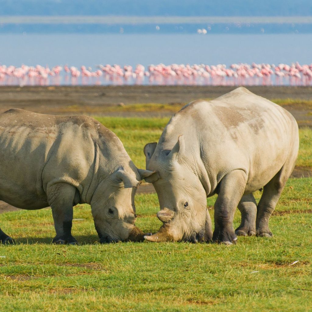 Parque Nacional Lago Nakuru 2