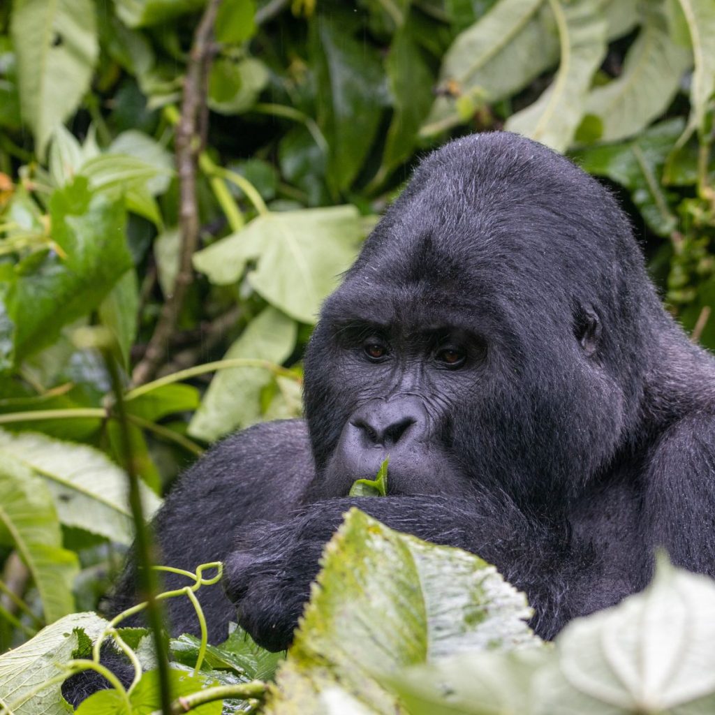 Parque Nacional de Bwindi