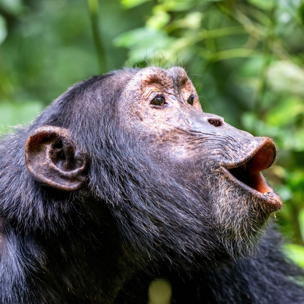 Parque Nacional de Kibale 1