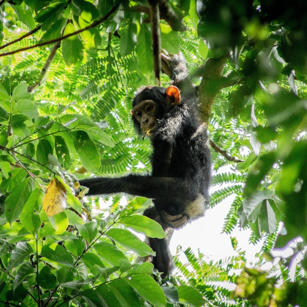 Parque Nacional de Kibale