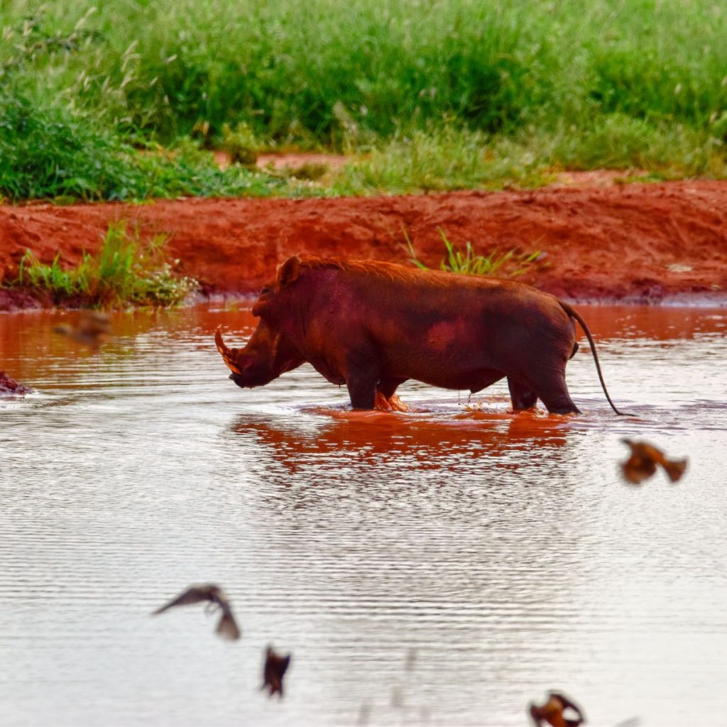 Parque Nacional de Tsavo Este 1