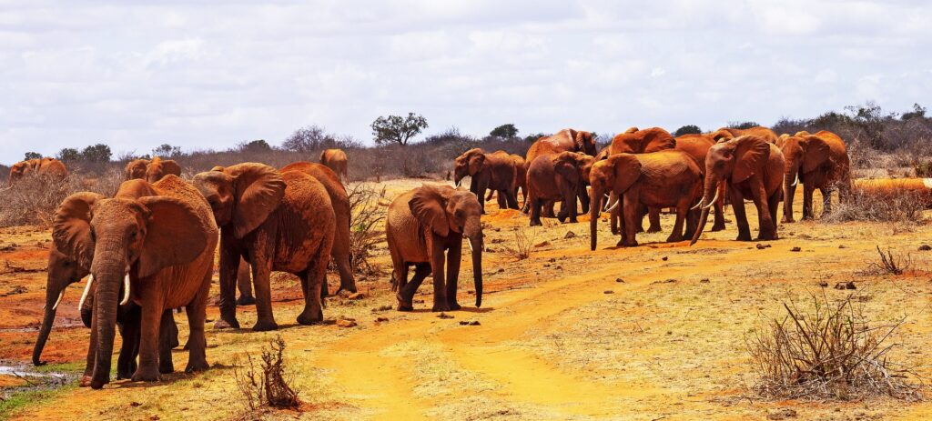 Parque Nacional de Tsavo Este