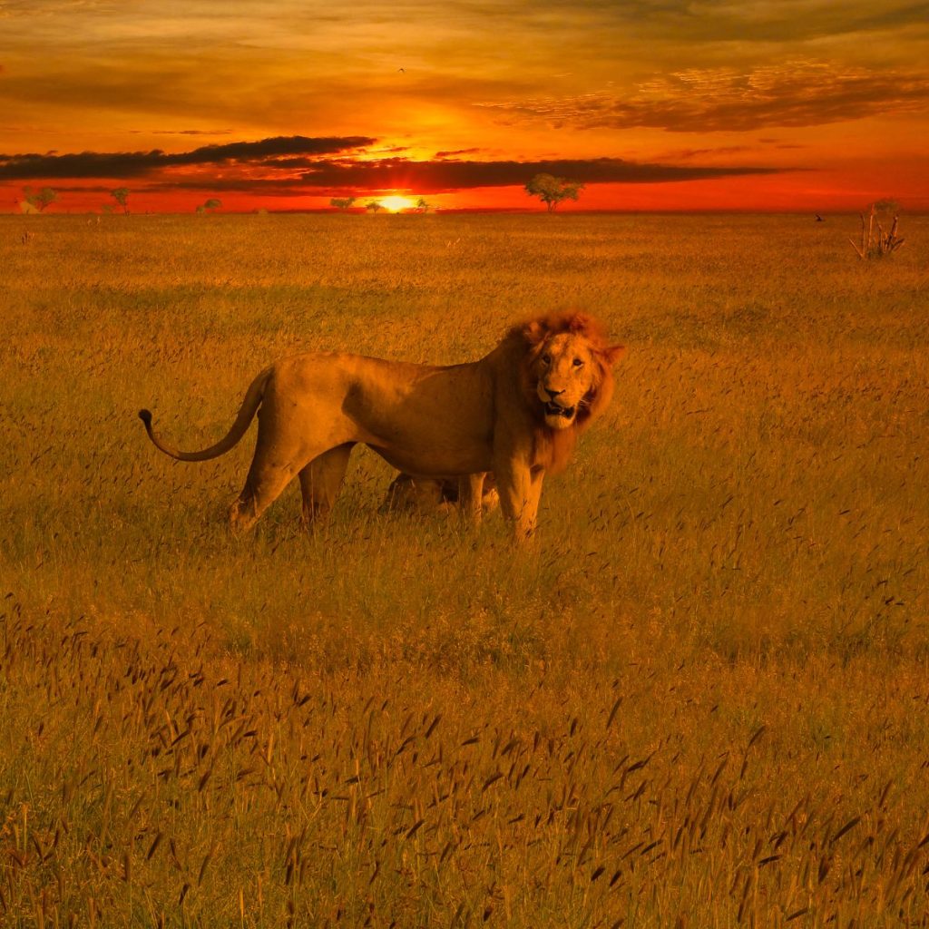 Parque Nacional de Tsavo Oeste 1