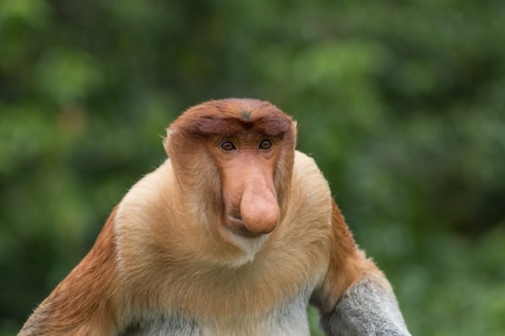 Proboscis monkey