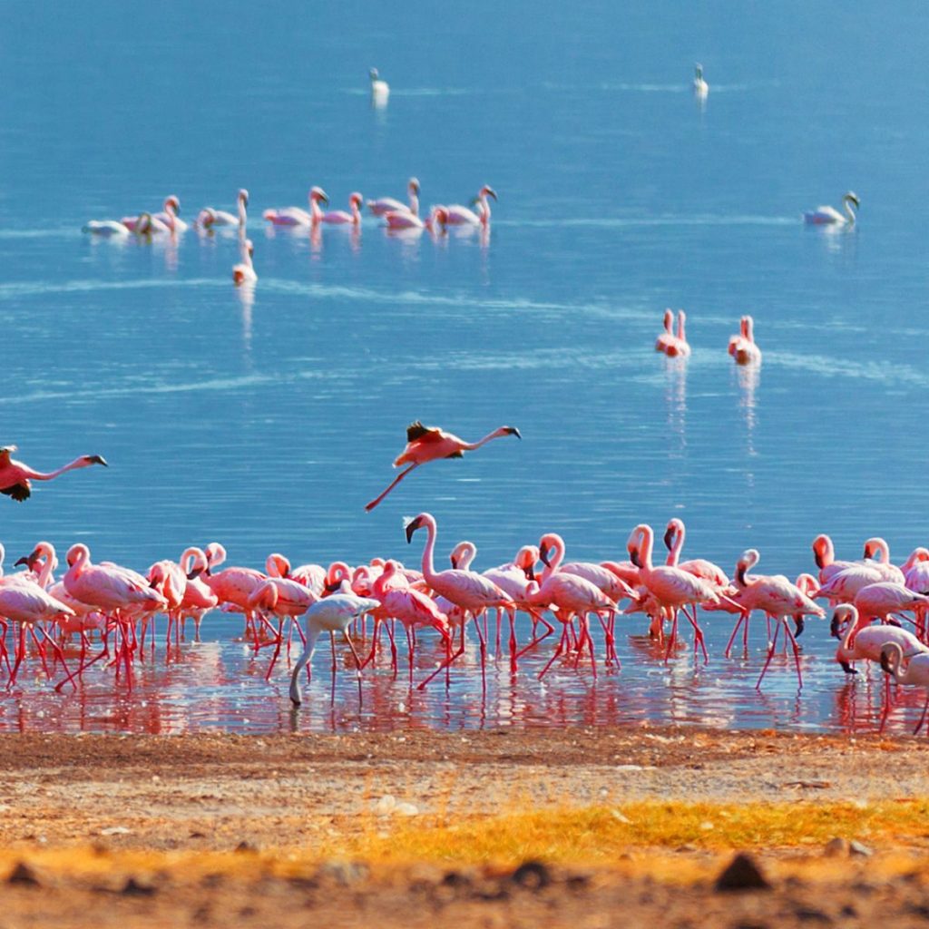 Reserva Nacional Lago Bogoria