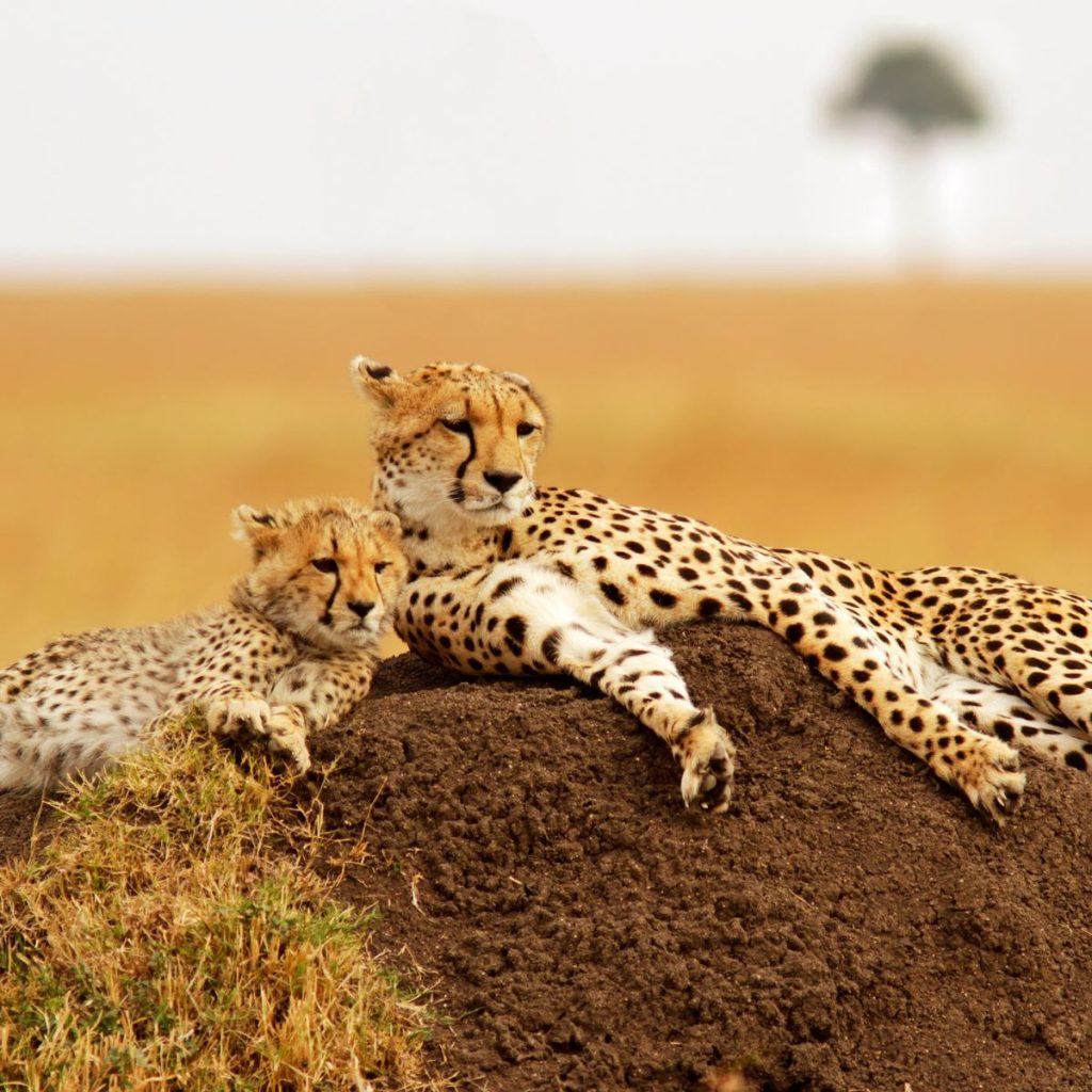 Reserva Nacional Masai Mara 1