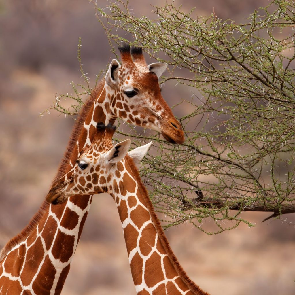 Reserva Nacional Samburu 1