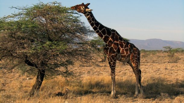 Reserva Nacional Samburu