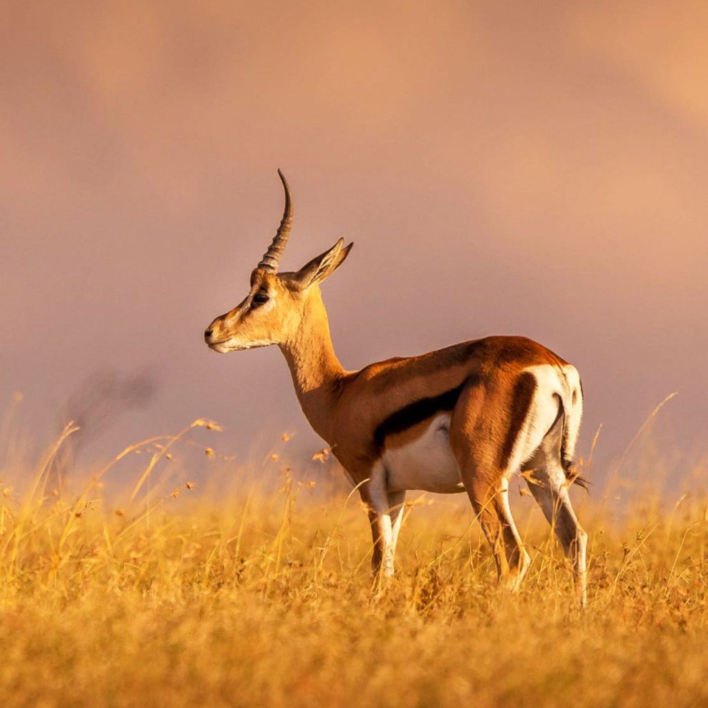 Reserva Privada de Ol Pejeta 1