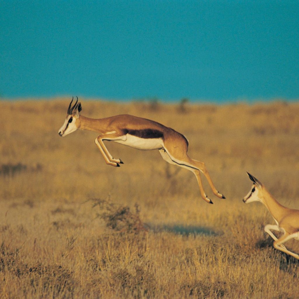 Reserva de Caza del Kalahari Central 1