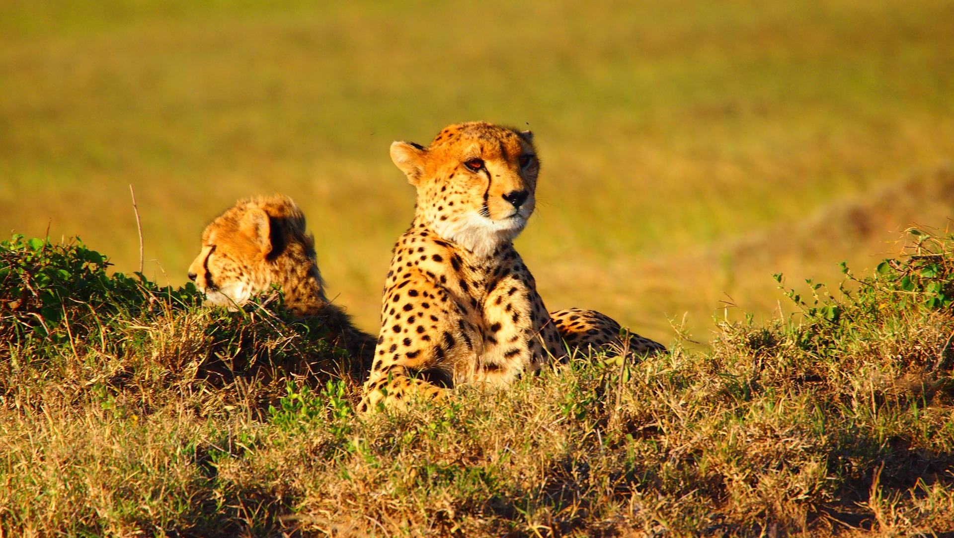 Safari Kemkem en Kenia y Tanzania