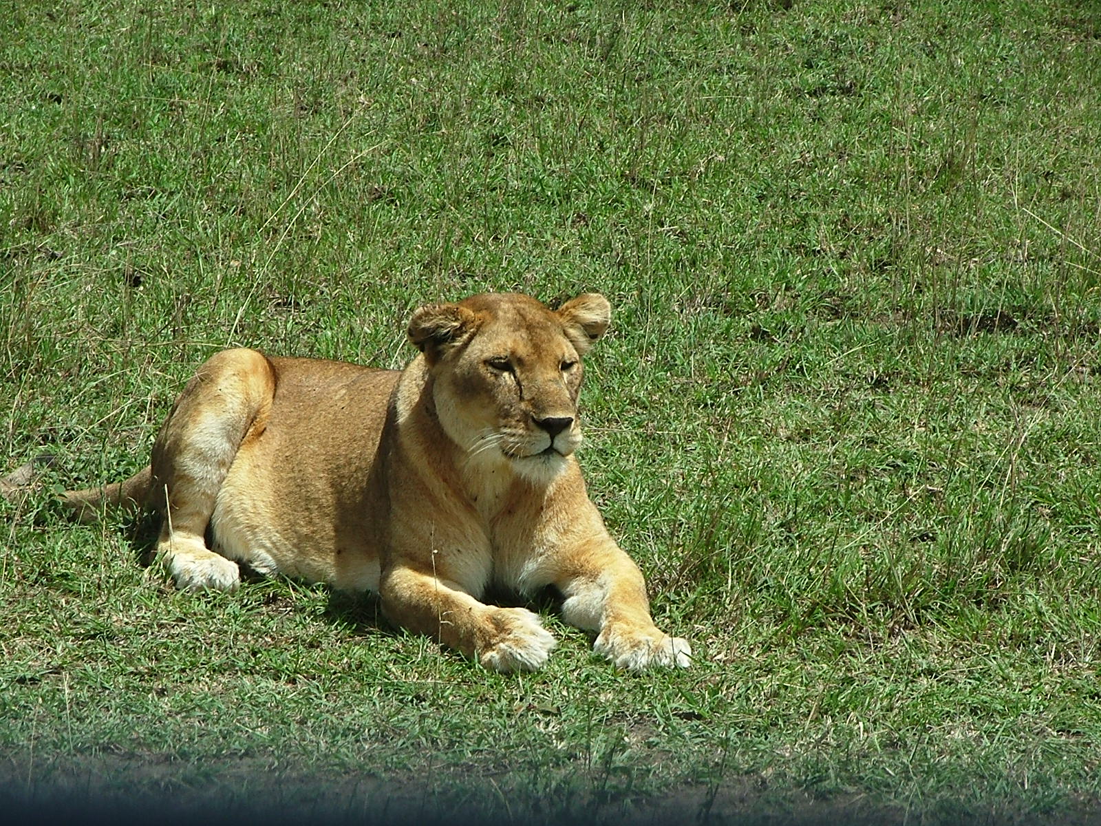 Safari Mbuga en Tanzania