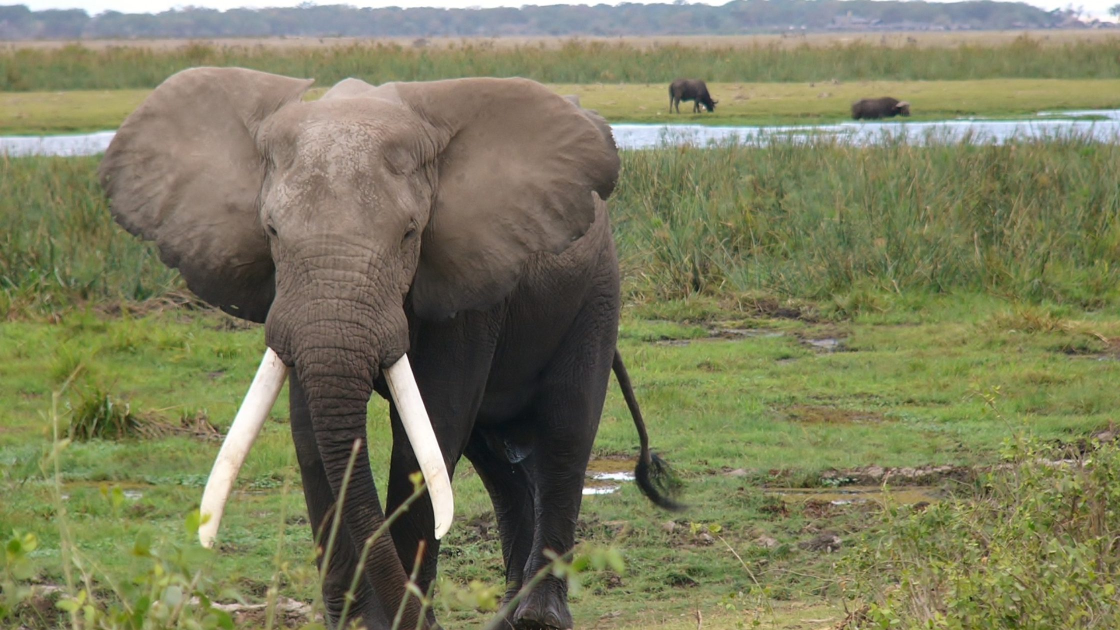 Safari Nyumbu en Kenia