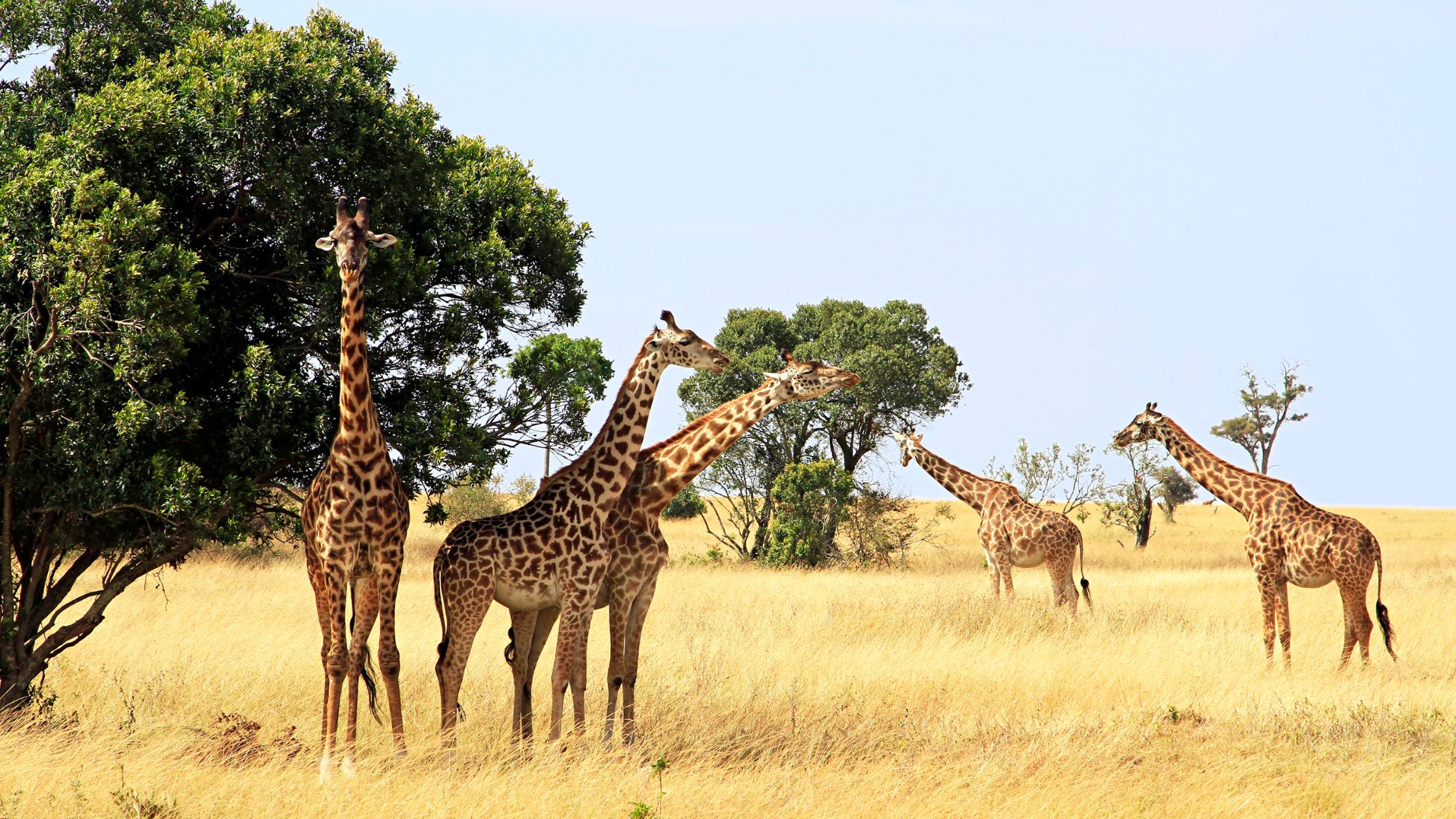 Safari Rafiki en Kenia