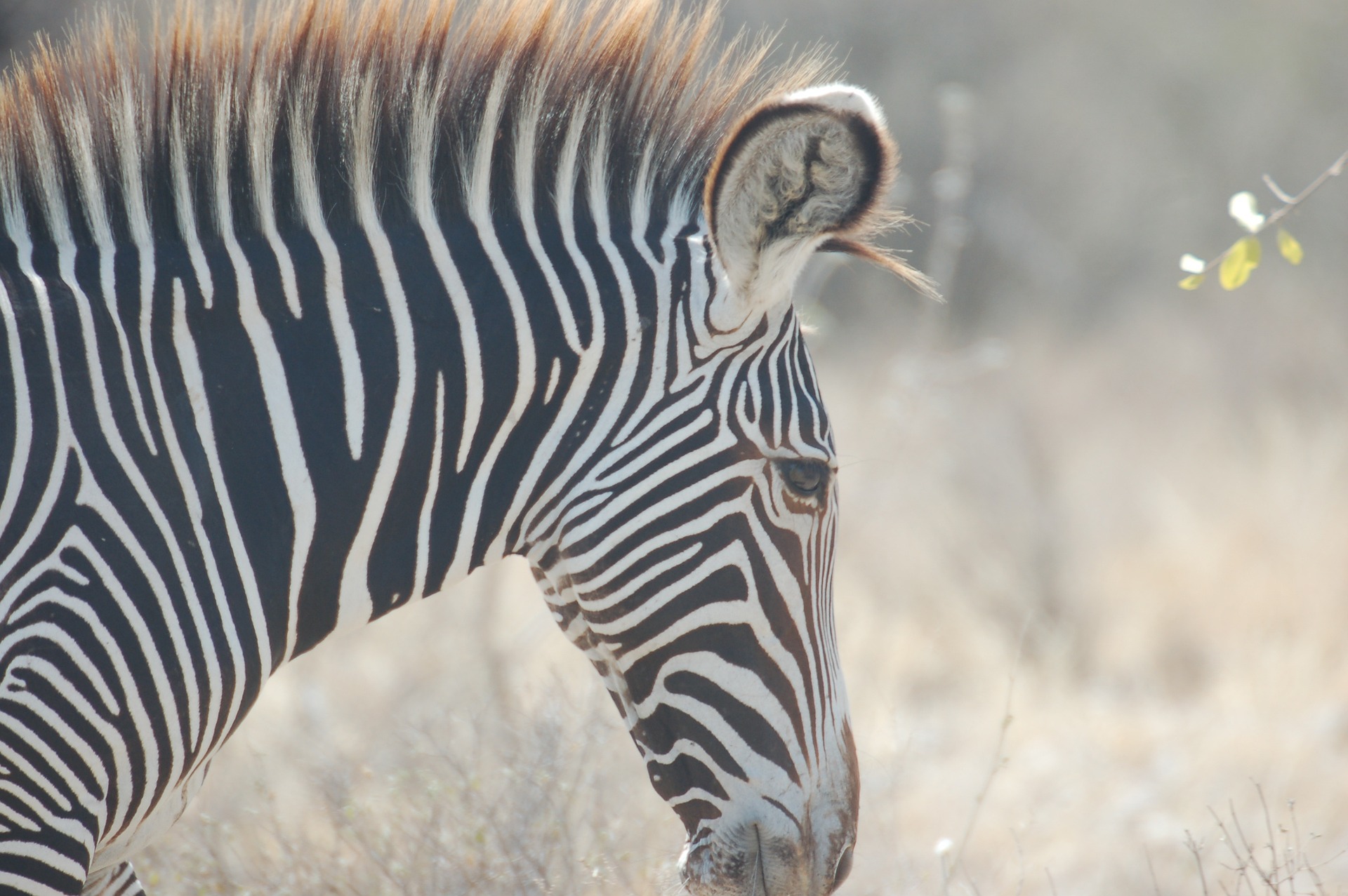 Safari Rudisha en Kenia