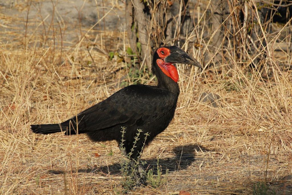 Safari por Botswana