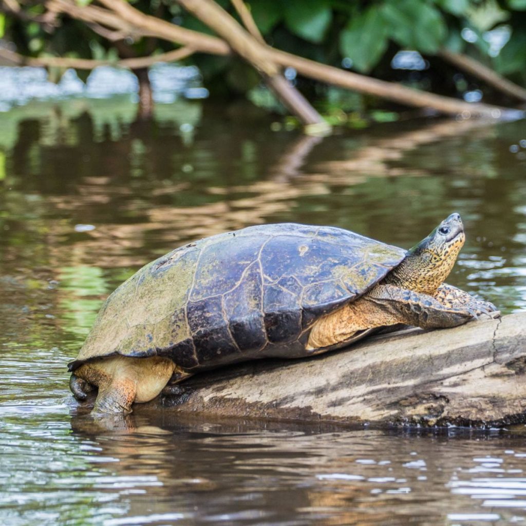 Tortuguero