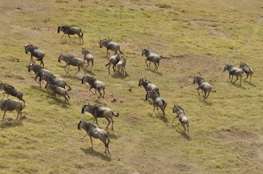 Safari Kemkem en Kenia y Tanzania