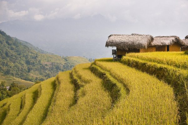 terrazas de arroz recolecta Vietnam