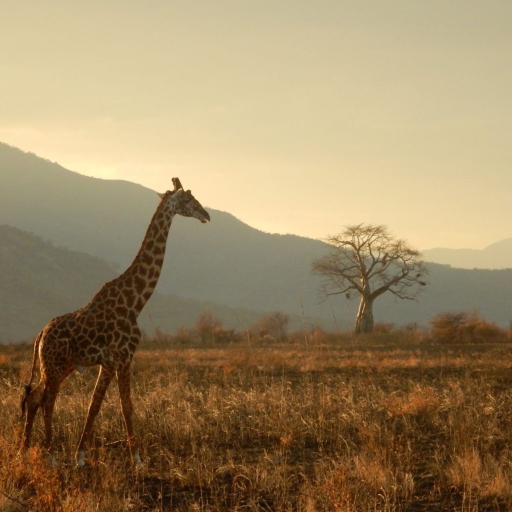 viajar a tanzania