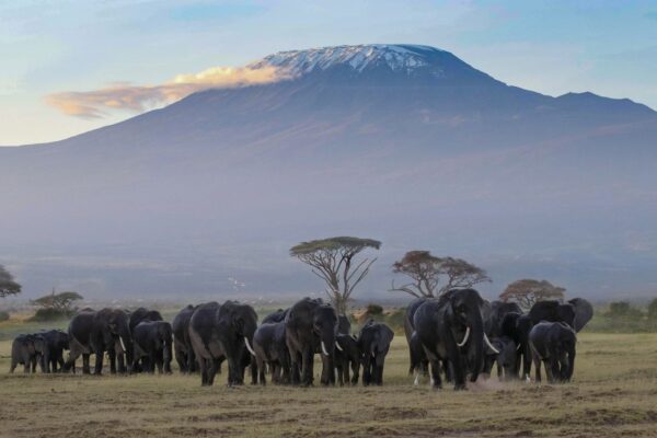 Amboseli Kenia