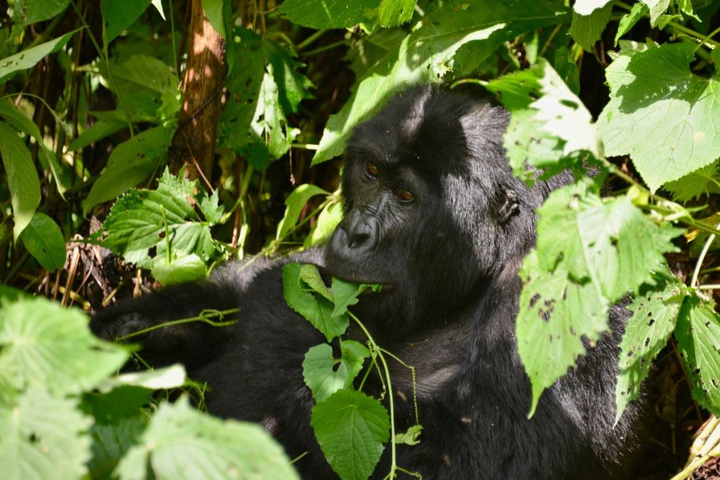 1. Bosque Impenetrable de Bwindi: Encuentro con los Gorilas de Montaña