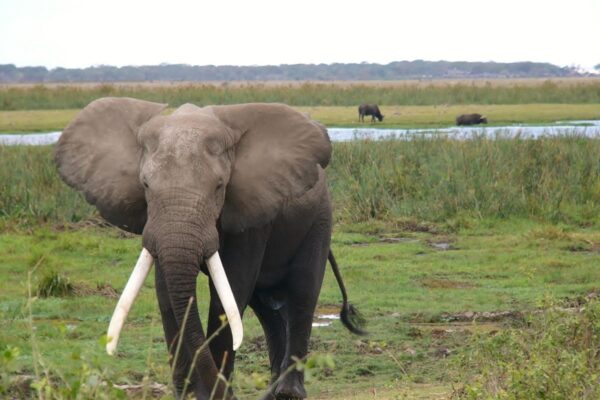 elefante amboseli kenia