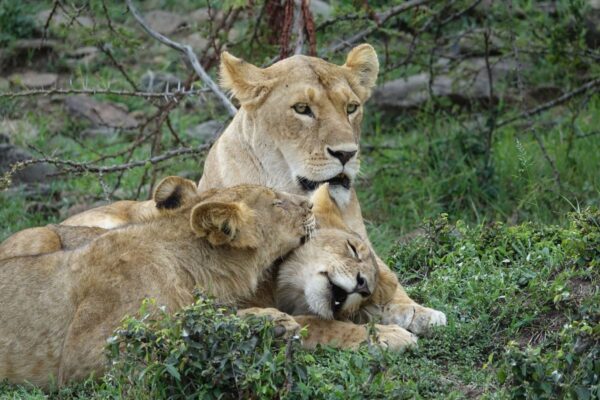 leones Mara Kenia