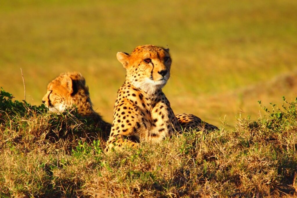 Safari Rasharasha en Kenia