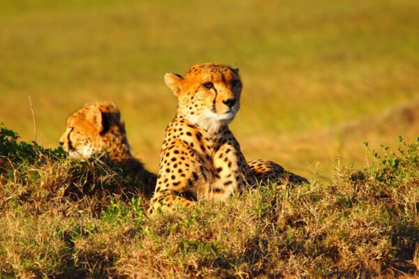 leopardo Mara Kenia