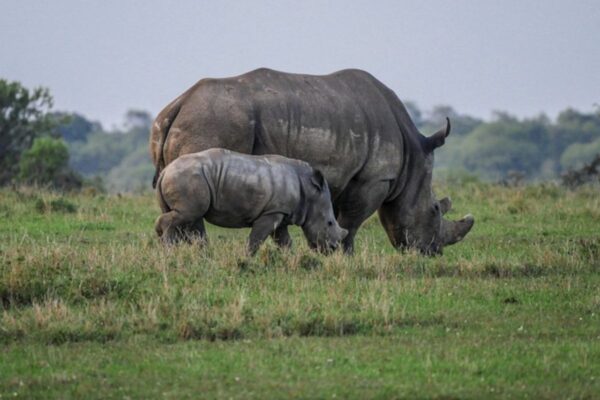 rinocerontes lago nakuru Kenia