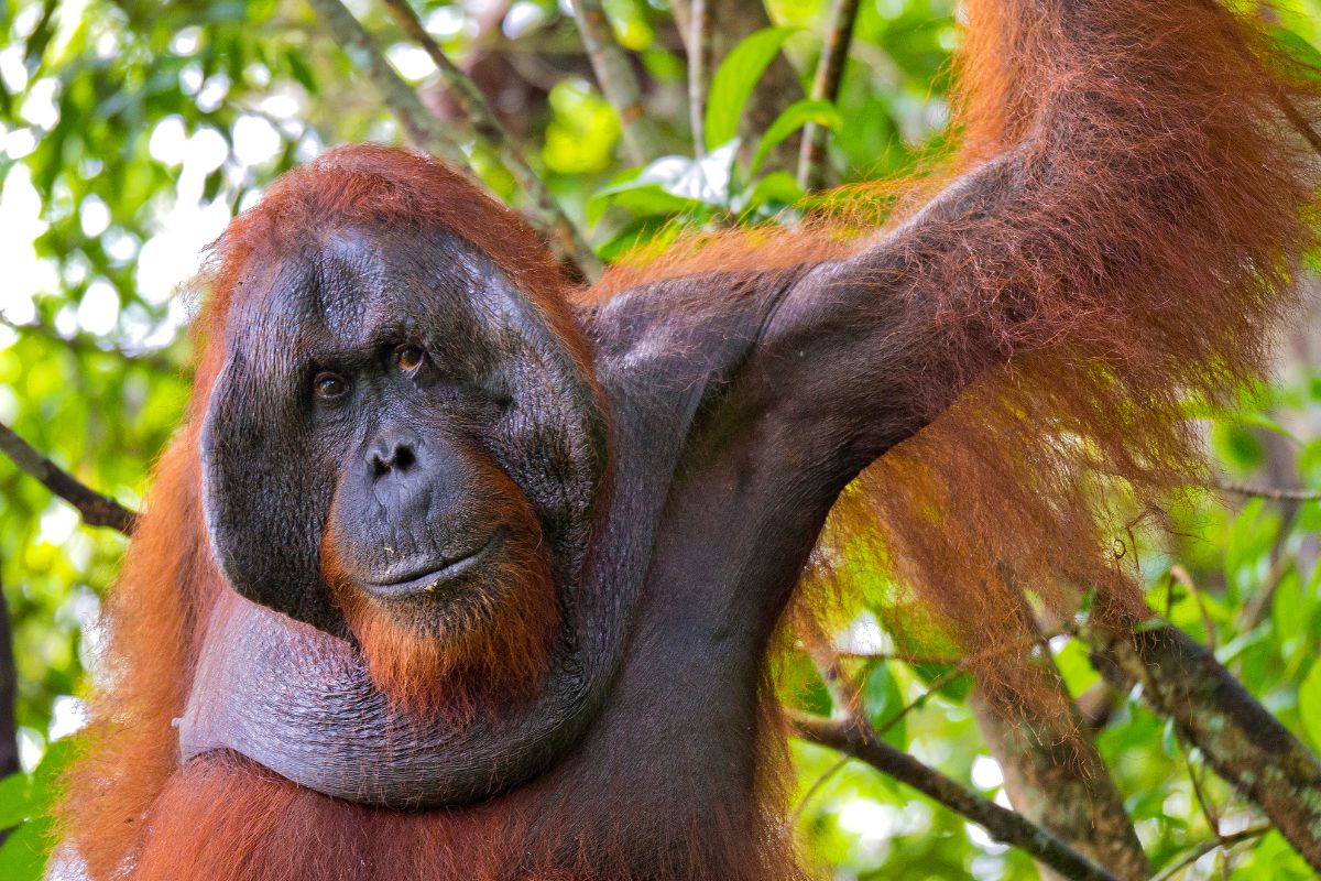 Borneo Indonesia