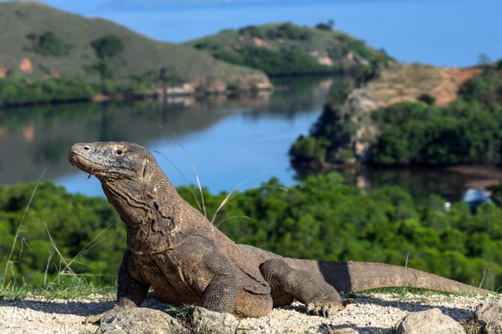 Dragones de Komodo Indonesia