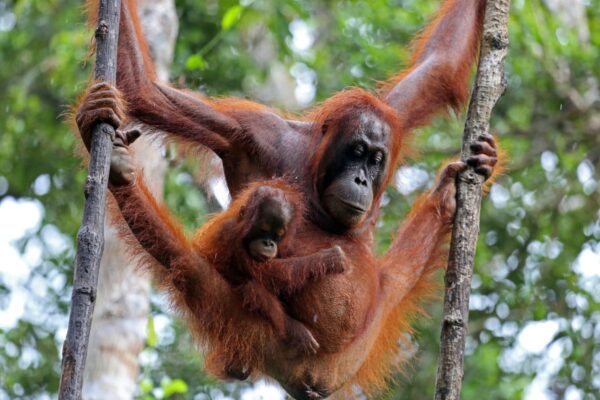 TANJUNG PUTING Borneo Indonesia