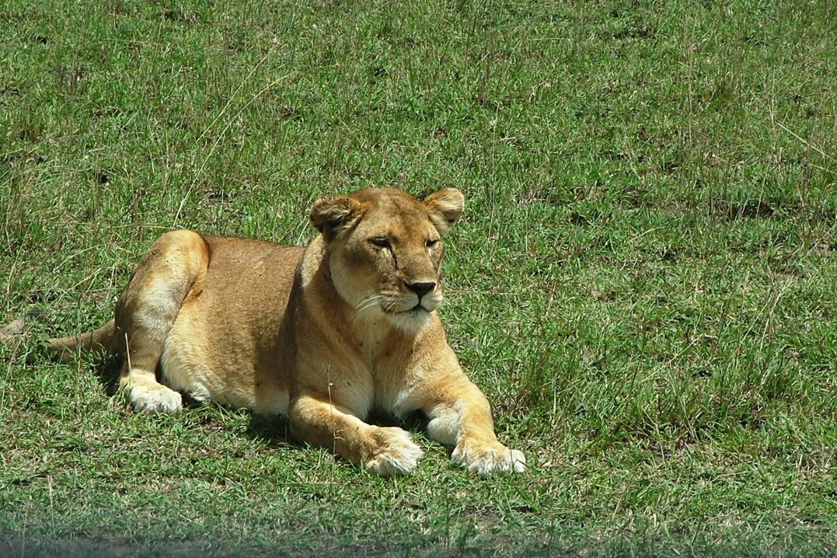 Safari Mbuga en Tanzania