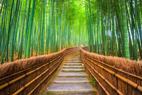 Bosque bambu Kioto