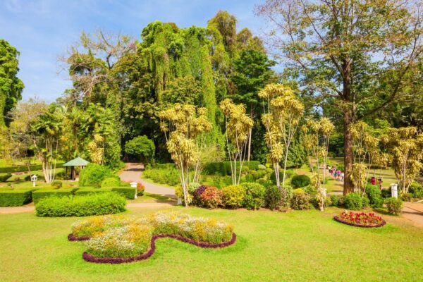 Peradeniya Royal Botanic Gardens Peradeniya Royal Botanic Gardens