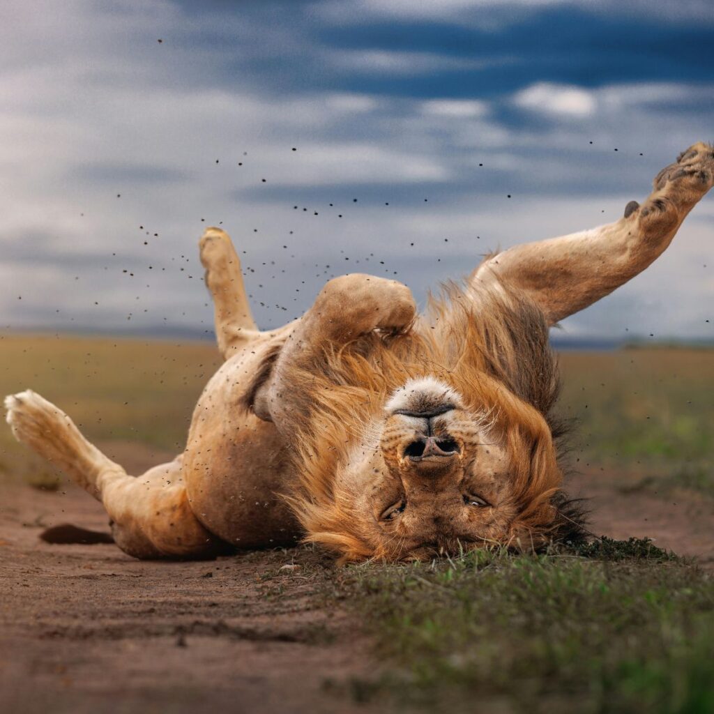 Safaris en África a medida