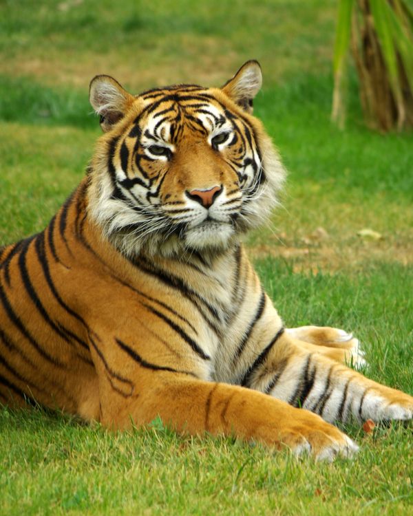 Safaris en Asia