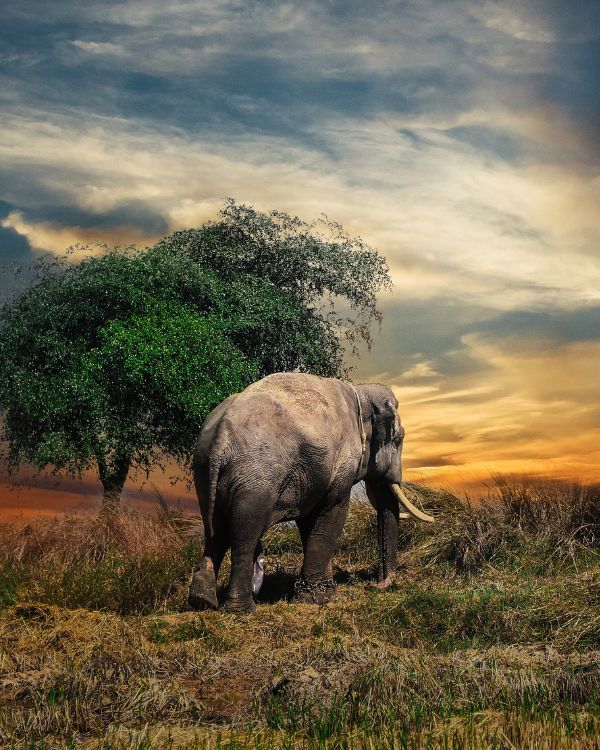 Safaris en Asia (3)