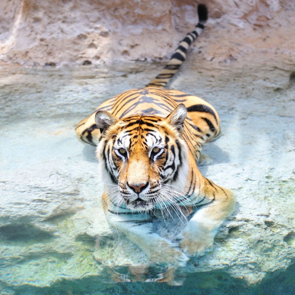 Safaris en Asia a medida