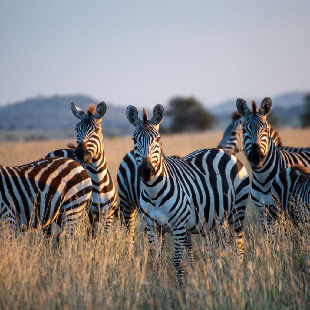 Viajes Safaris (1)