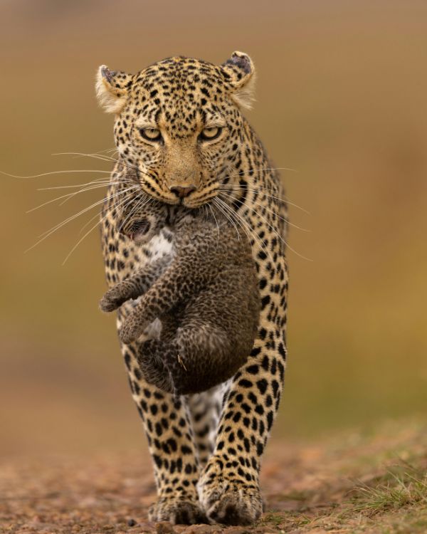 safaris en africa (1)