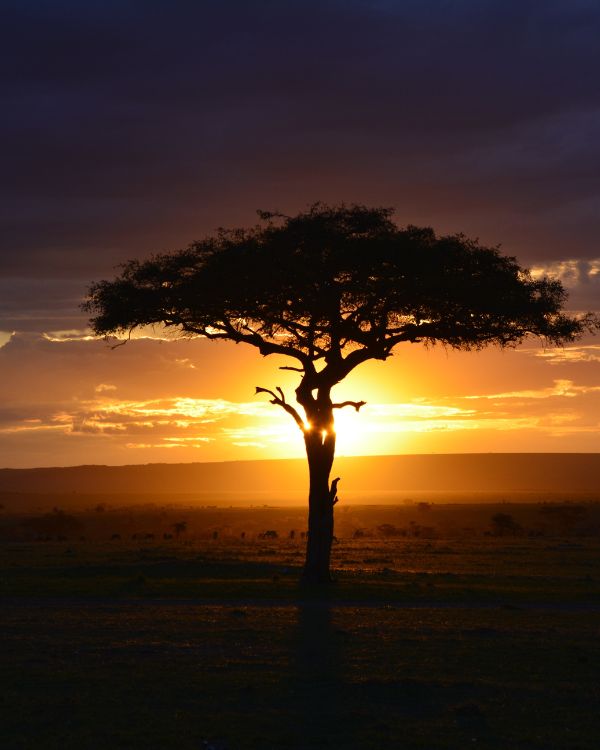 safaris en africa (2)