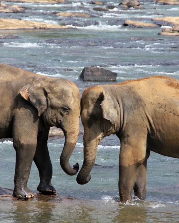 viajes safaris