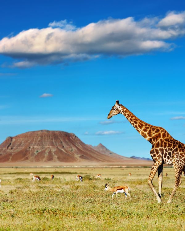 viajes safaris (4)