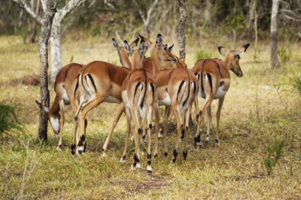 Antilope Lgo Mburo